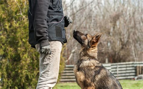 Intermediate Dog Training: Beyond the Basics - Union Lake Pet Services