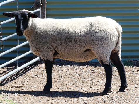 2025 Suffolk Ewe Auction - Suffolk Sheep Breeders Association Victoria