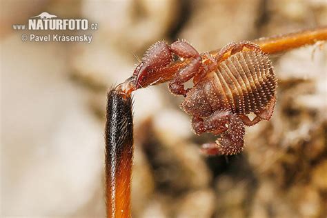 Pseudoscorpion Photos, Pseudoscorpion Images, Nature Wildlife Pictures ...