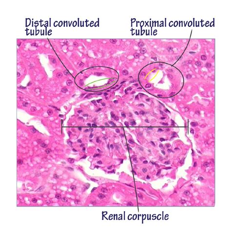 Renal Corpuscle Histology Labeled