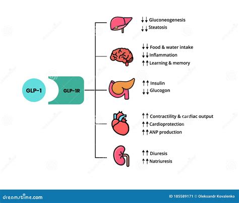 GLP-1 Mechanism of Action. Glucagon-like Peptide Target Organs that ...