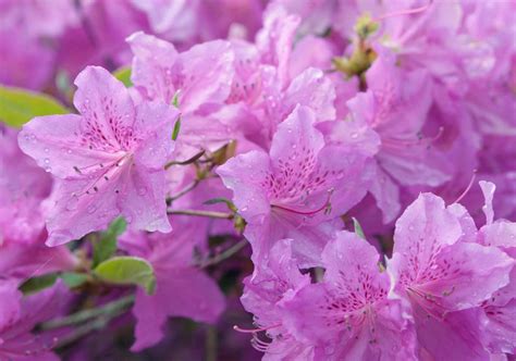 10 Types of Azaleas for Your Flower Garden