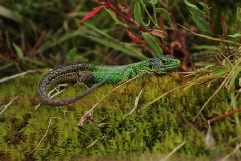 Reviving the Sand Lizards: Marwell's Remarkable Conservation Efforts ...