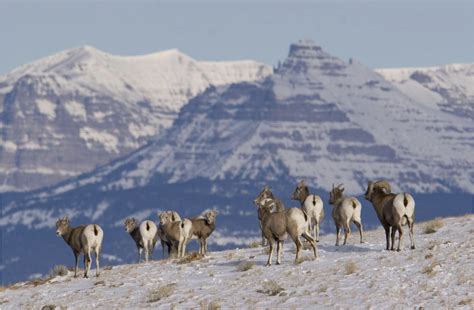 Game and Fish: Bighorn sheep disease outbreak in Devils Canyon