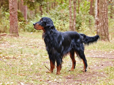 Gordon Setter Dog Breed | Facts, Highlights & Buying Advice ...