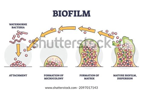 1,520 imágenes, fotos de stock, objetos en 3D y vectores sobre Biofilm ...