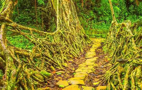 Living Root Bridge, Mawlynnong, Meghalaya How to Reach, Photos