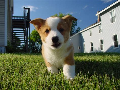 Corgi Personality & Temperament | Canna-Pet®