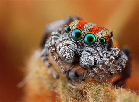 Strangely cute. Macro Photography Eyes, Insect Photography, Spider Face ...