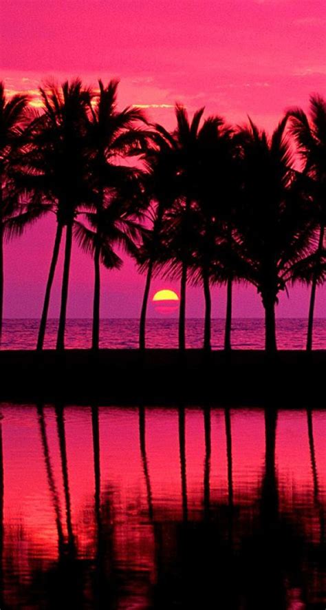 Pink Sunset With Palm Trees - The iPhone Wallpapers