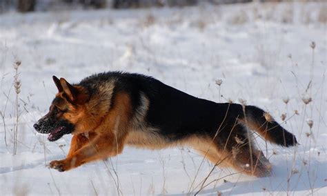 German Shepherd Puppies For Sale - German Shepherd Breeders ...