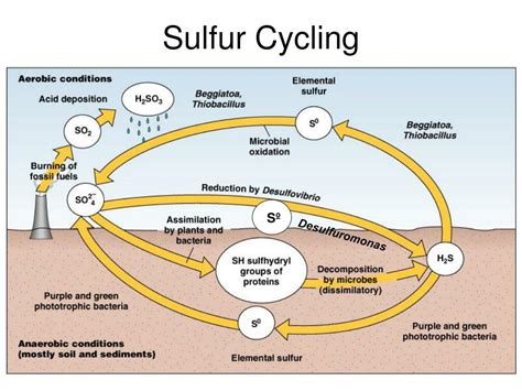 PPT - Sulfur Cycle Facts PowerPoint Presentation - ID:393197