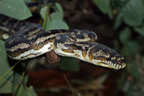 Largest Carpet Python Species In The World Size | www ...