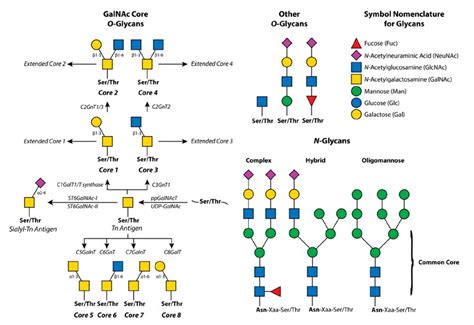 O-Glycan Analysis: Understanding the Importance of Glycosylation in ...