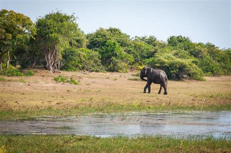 Into The Wild At Yala National Park - Nerd Nomads