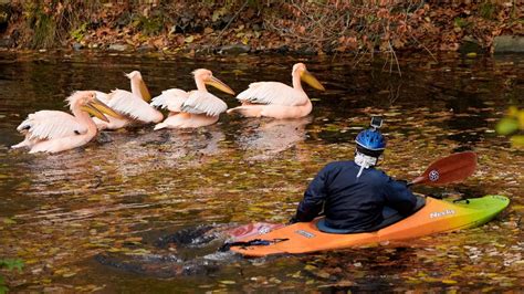 Winter is coming: Pelicans moved to heated enclosure in Czech zoo