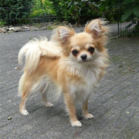 75+ Dog Long Hair Chihuahua Pic - Bleumoonproductions