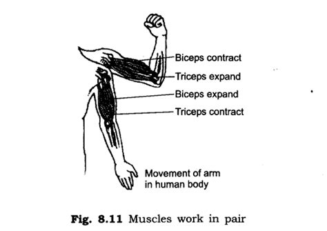 Chapter -8 Body Movements | Class 6th | NCERT Science Solutions ...