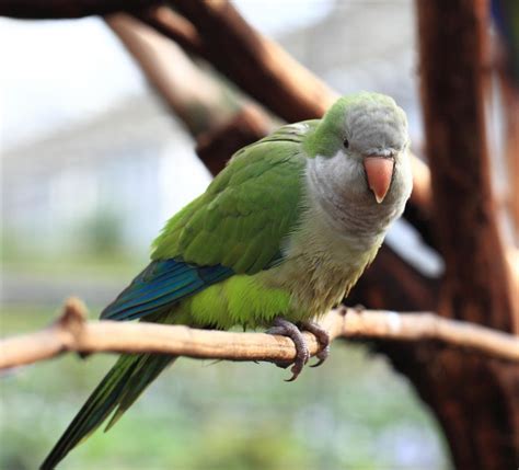 Invasive parrots have varying impacts on European biodiversity ...