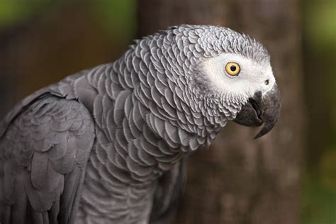 Grey Parrot by morgh-us on DeviantArt