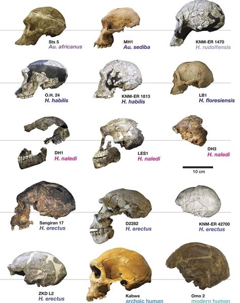 New fossil remains of Homo naledi from the Lesedi Chamber, South Africa ...