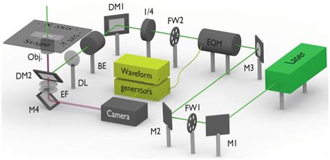 Use of Single Molecule Fluorescence Polarization Microscopy to Study ...