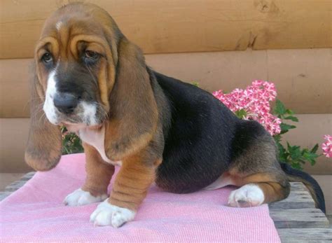 Basset Hound Puppies For Sale | Marietta, GA #251078