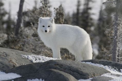 Arctic Fox