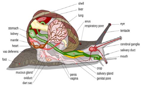 Water Snail Anatomy