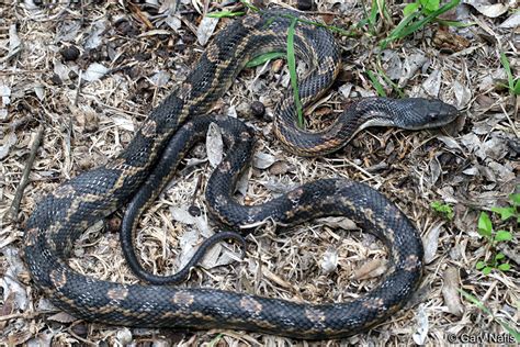 Western Ratsnake - Pantherophis obsoletus