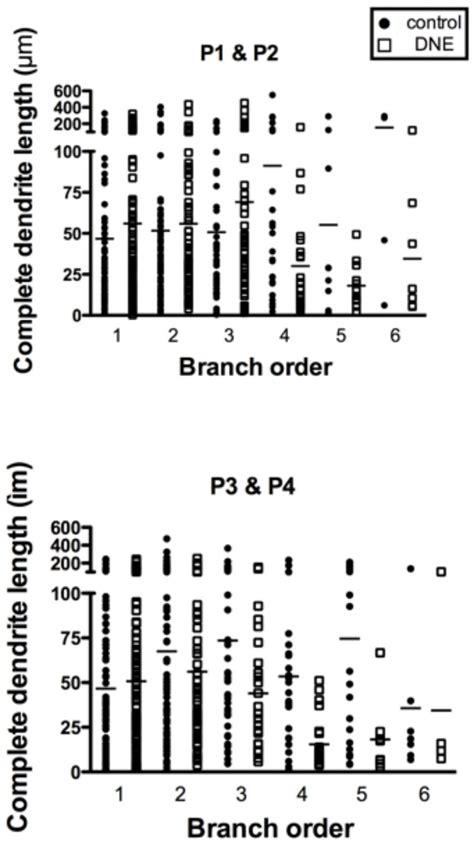 Complete dendrite length as a function of branch order | Download ...