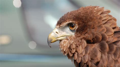 Desktop Wallpaper Eagle Beak, Close Up, Hd Image, Picture, Background ...