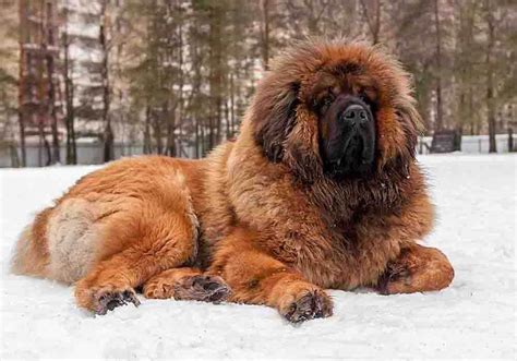 Tibetan Mastiff Types Of Tibetan Mastiff 10 Facts About Tibetan Mastiff ...