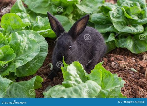 Rabbit Eat Lettuce On The Rock Stock Photography | CartoonDealer.com ...