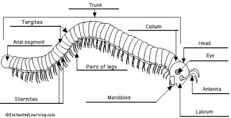 Centipede chilopoda - The Study of the Muscular System