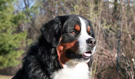 Learn all about Bernese Mountain Dog breeders, adoption health ...