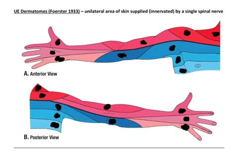 Nerve Block Dermatomes