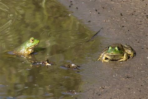 American Bullfrog | Invasive Eastern frog species. Found man… | Flickr