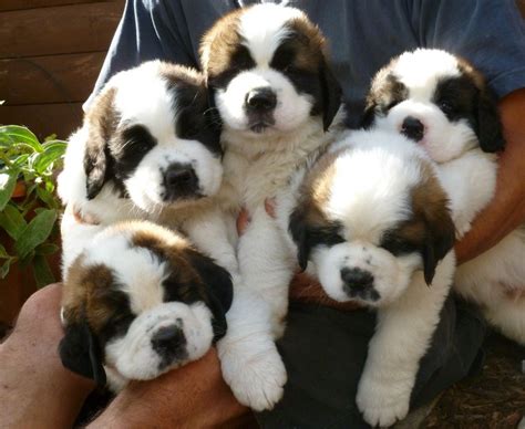 Beautiful Baby Saint Bernard Puppy | Chiens | Pinterest | Chien, Chiot ...