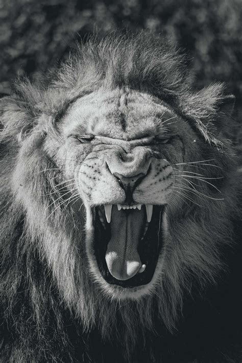 Download The Majestic Roar of a Lion Wallpaper | Wallpapers.com