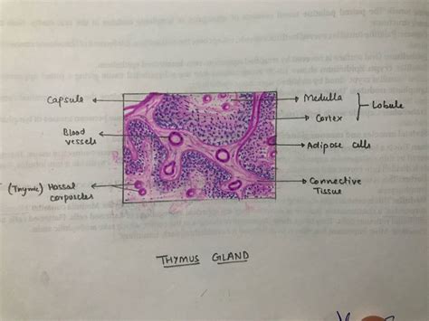 Thymus Gland Histology Labeled