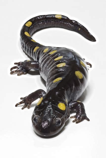 Ambystoma - Wikispecies