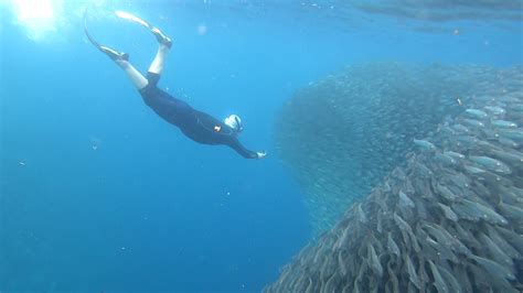 Snorkeling Moalboal & Panagsama Beach | Snorkeling in Philippines