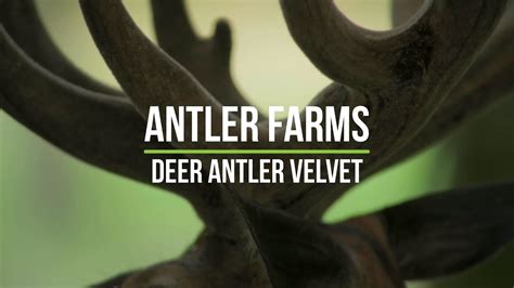 Antler Farms Deer Antler Velvet - Pure, Clean and Powerful Adaptogen ...