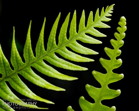 Fern fronds | Fern frond, Ferns, Plant leaves