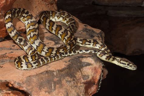 Carpet Python - ClimateWatch Australia- Citizen Science App