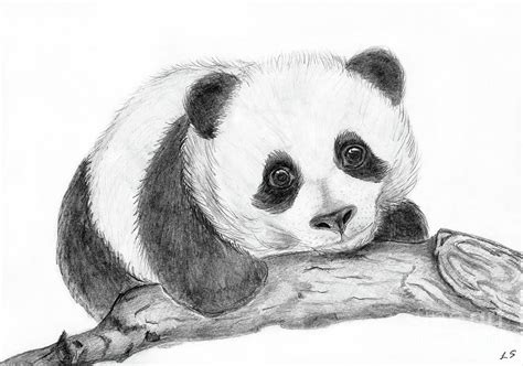 Panda - Drawing Skill