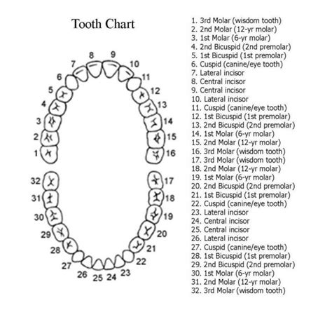 Mouth Labeled Tooth Charts