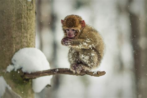 Japanese Macaque Snow