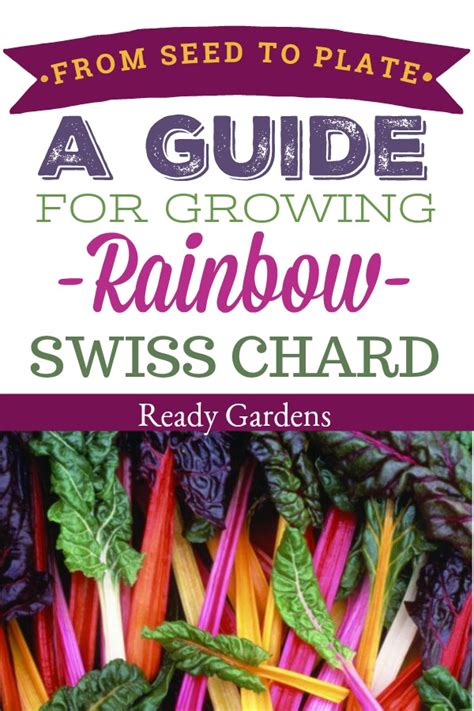 Rainbow Swiss Chard Growing Guide: From Seed To Plate | Ready Gardens ...